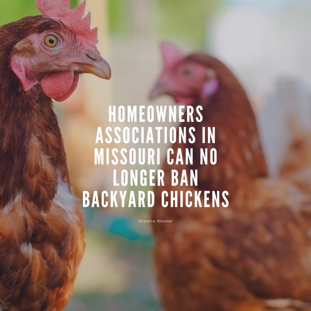 Homeowners Associations in Missouri Can No Longer Ban Backyard Chickens!