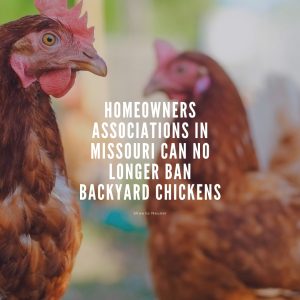 Homeowners Associations in Missouri Can No Longer Ban Backyard Chickens!